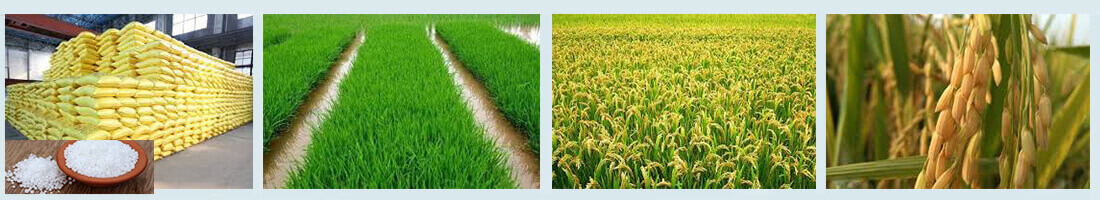 生物有機(jī)肥和微生物菌劑的區(qū)別